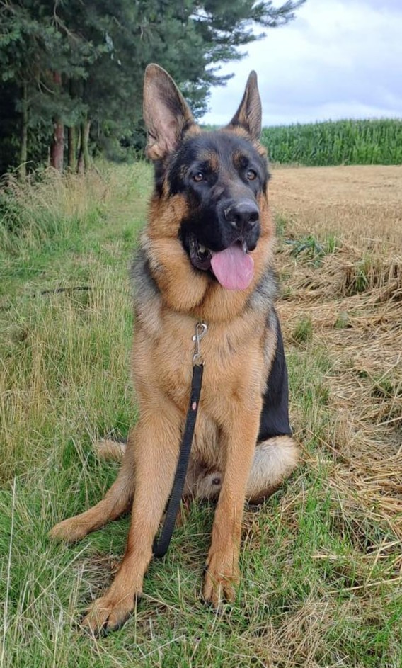 Herris srpen 2025 01 1