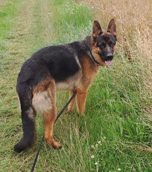 Herris srpen 2025 01 2