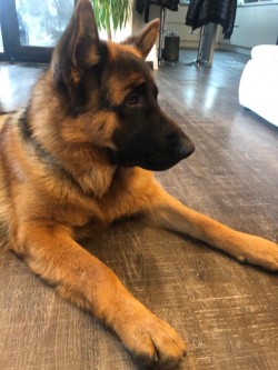 Ares 9 mesicu