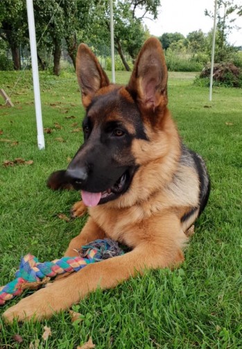 Ares foto