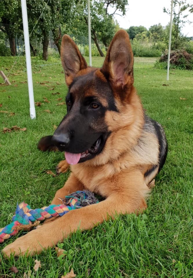 Ares foto