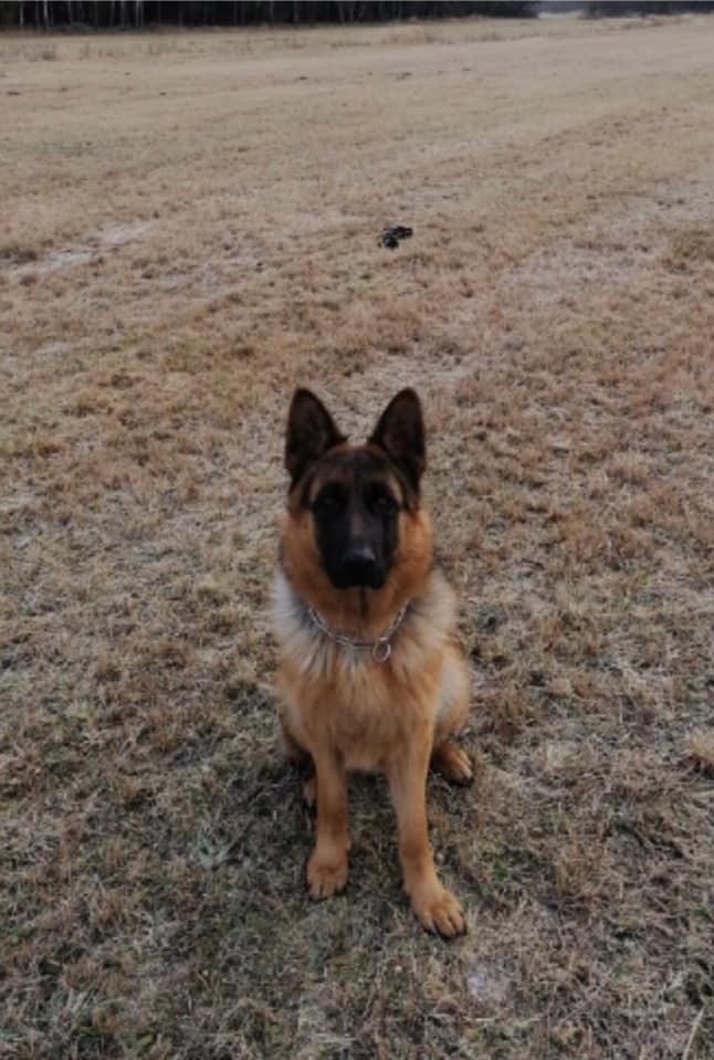 Arko 9 mesicu