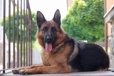 Arya 4 roky