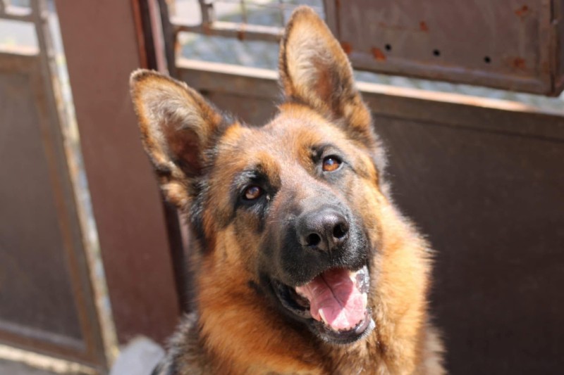 Arya 4r