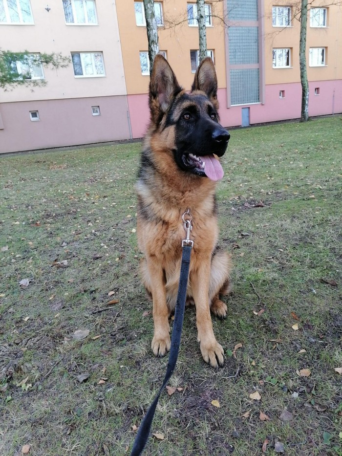 Arya 9 mesicu