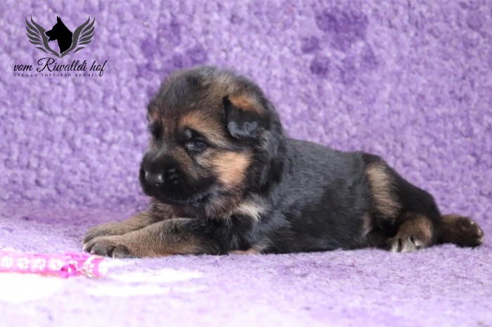 Bella 01 18D