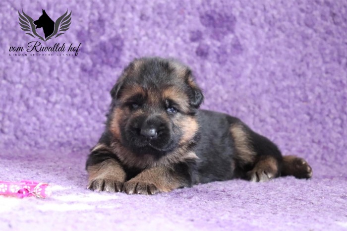Bella 02 18D