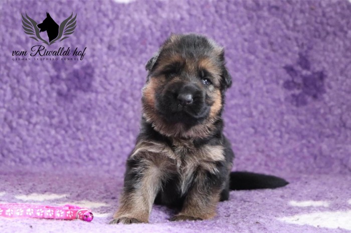 Bella 03 18D