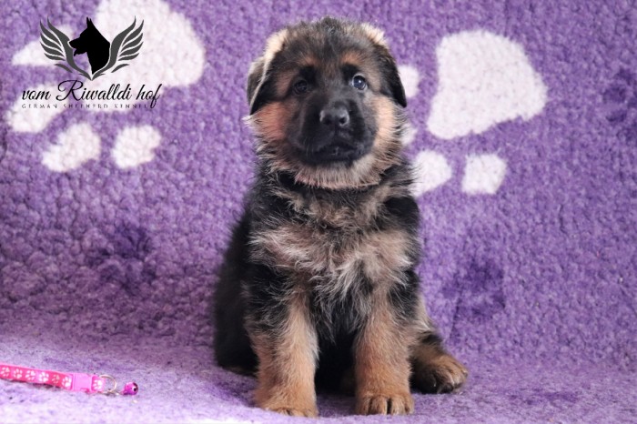 Bella 5t 01