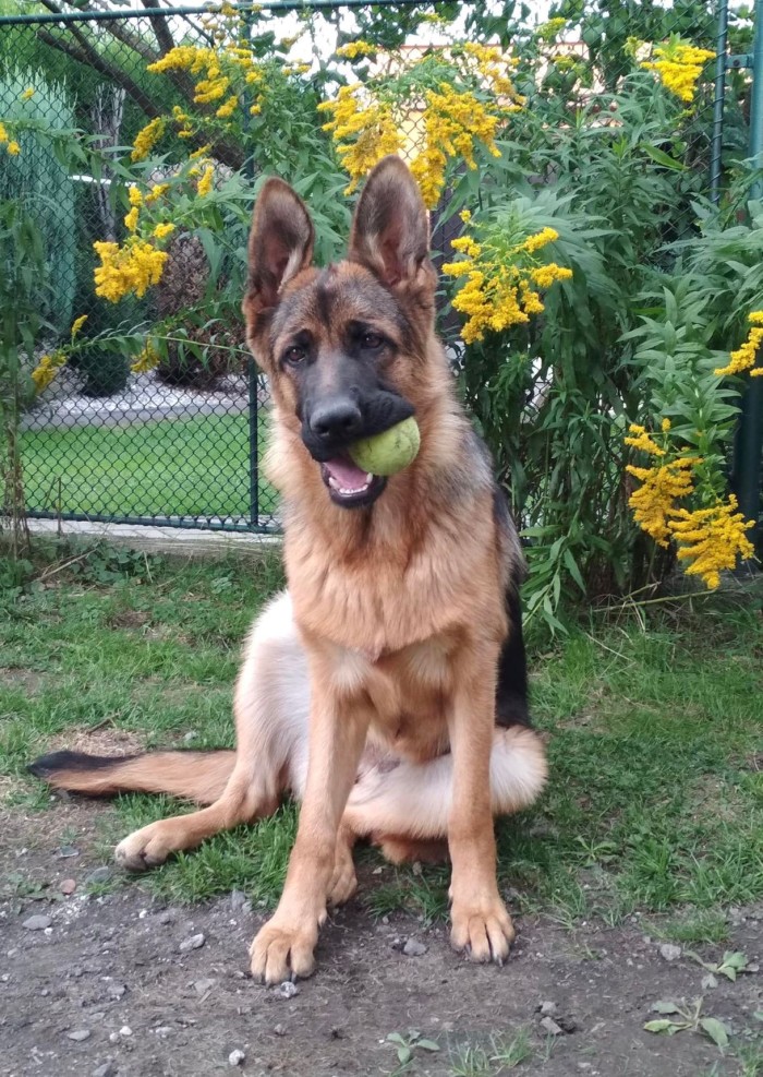 Bella 8 mesicu