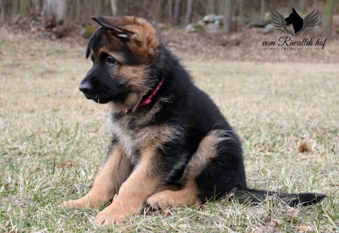 Bella 8t 003