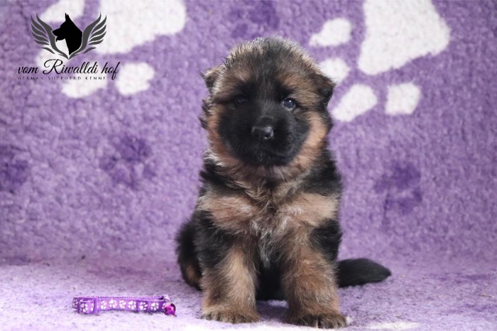 Brix 4t 01