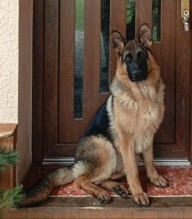 Chase 7 mesicu