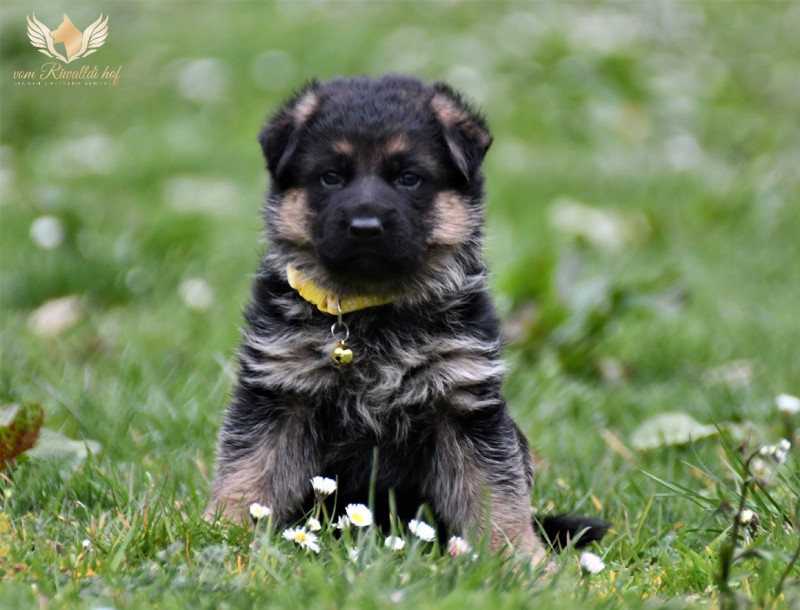 Daffy 4 tydny vrh d 011221