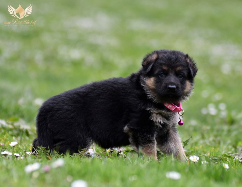 Dafnie 4 tydny vrh d 0111