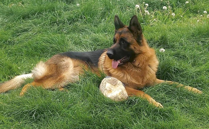 Daimon 2. roky 2