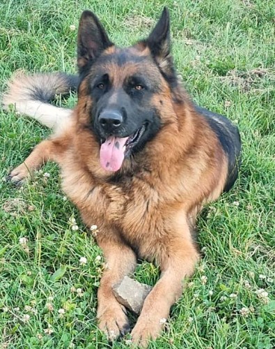 Daimon cervenec 2025 01 1