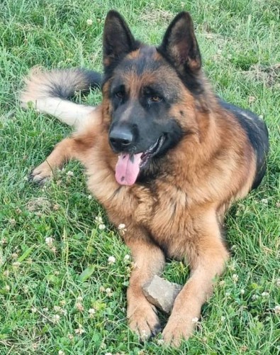 Daimon cervenec 2025 01 2