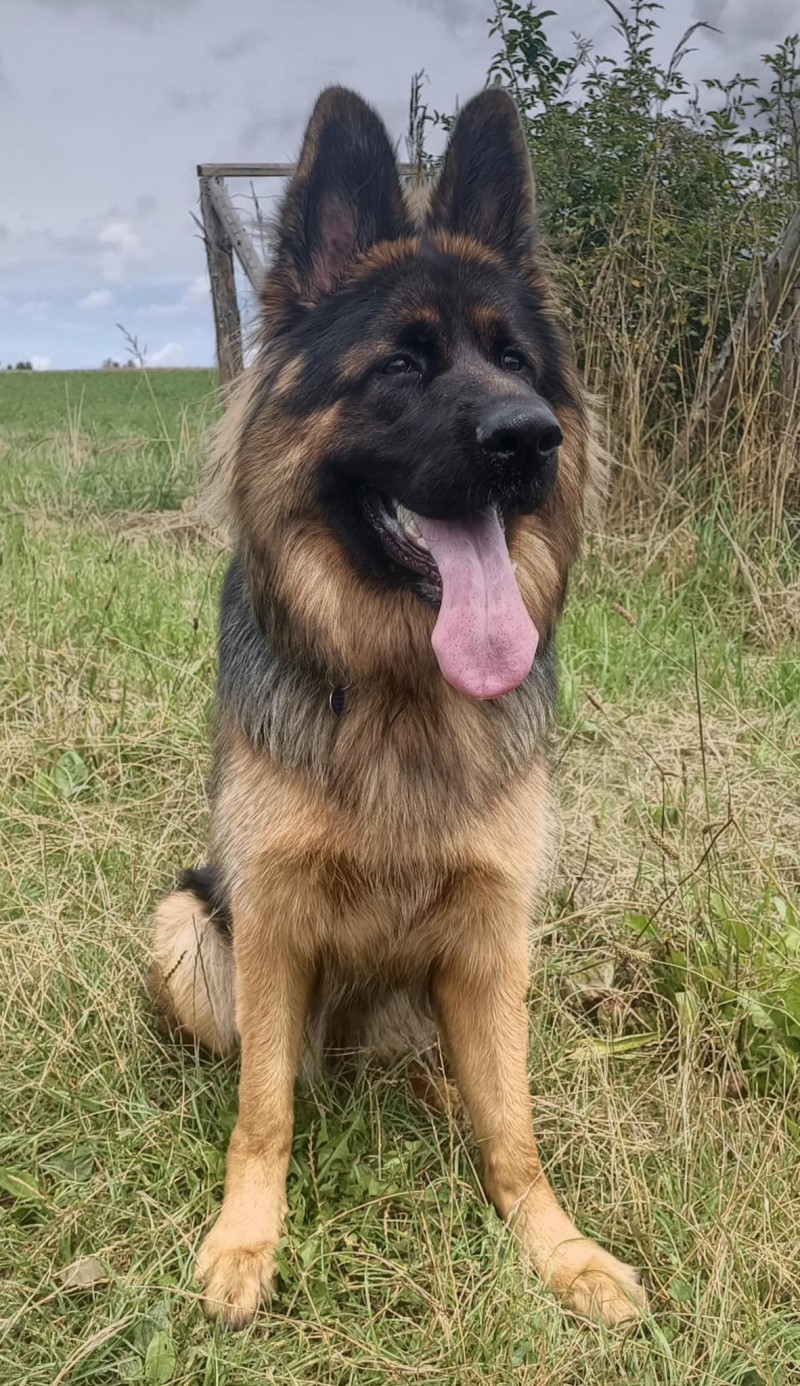 Haggie cervenec 2025