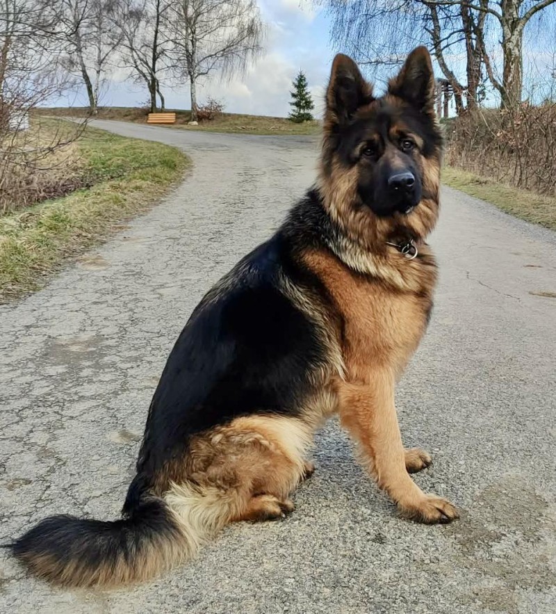 Haggie vom Riwalldi Hof 122025