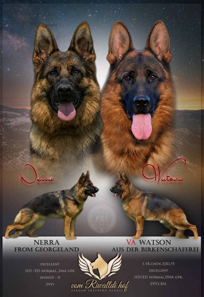 Nerra a Watson