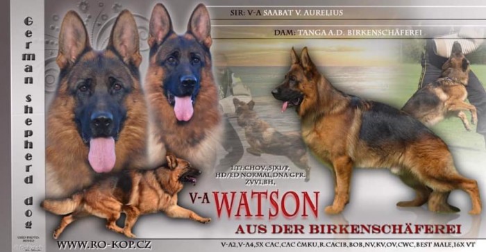 Watson aus der Birkenschäferei