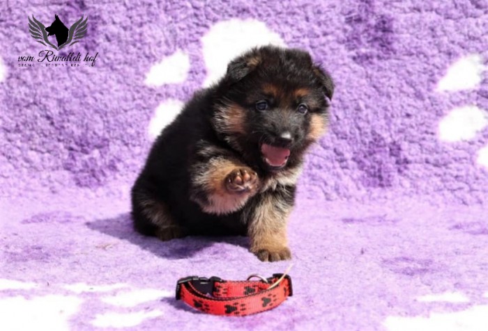 aaaaa