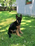arko kkkkkkkk
