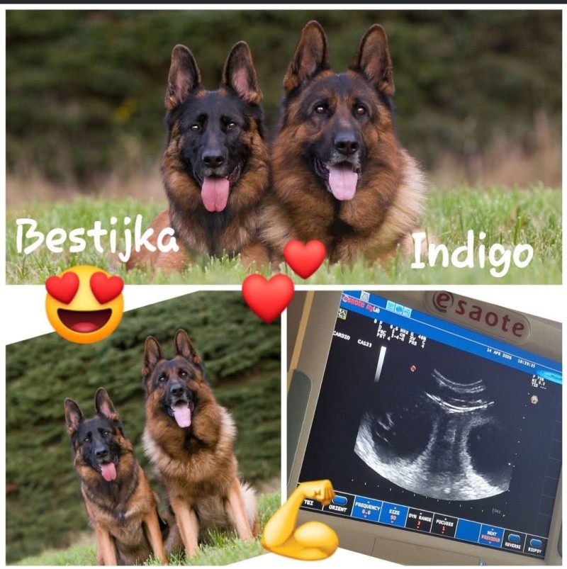 letacek Bestijka a Indigo 02