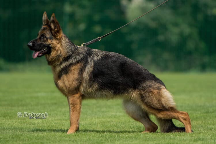 nera