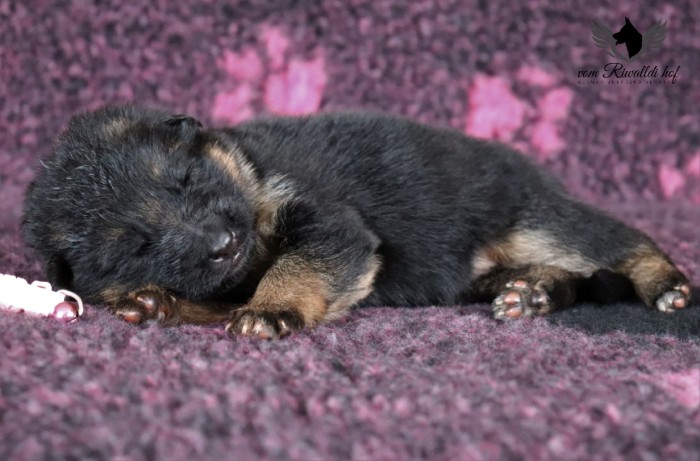 ruzova fena c 2t 03
