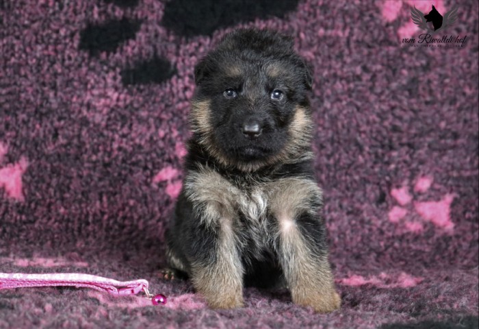 tmave ruzova fena c 3t 01