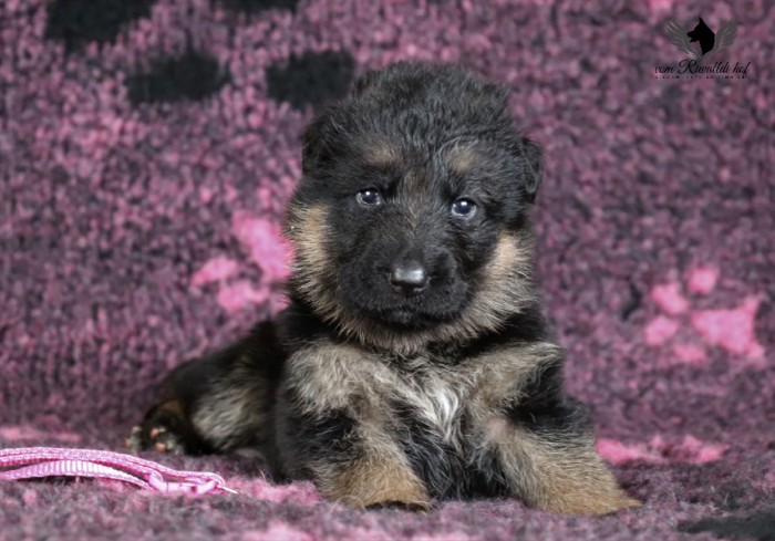 tmave ruzova fena c 3t 02