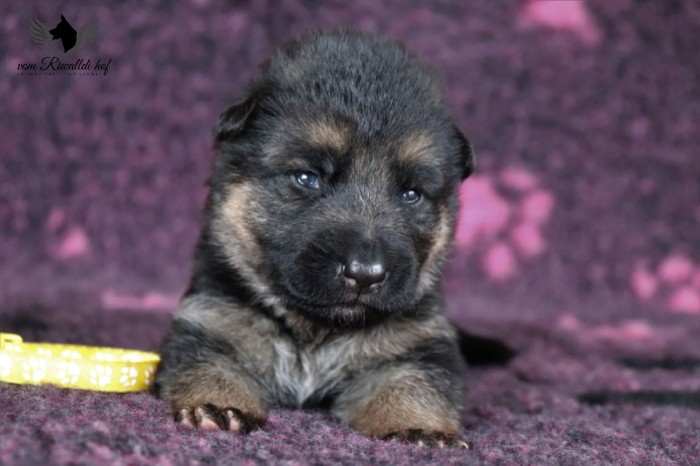 zluta fena c 2t 02