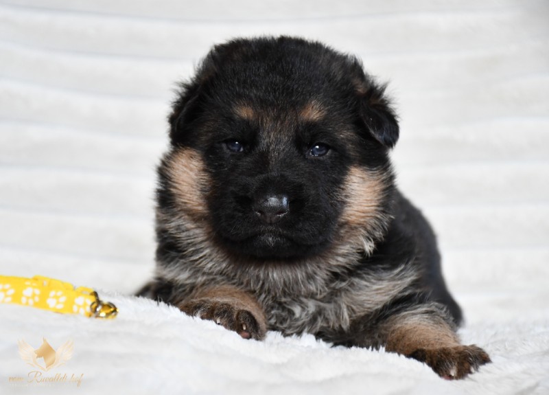 zluta fena d 3 týdny 0111